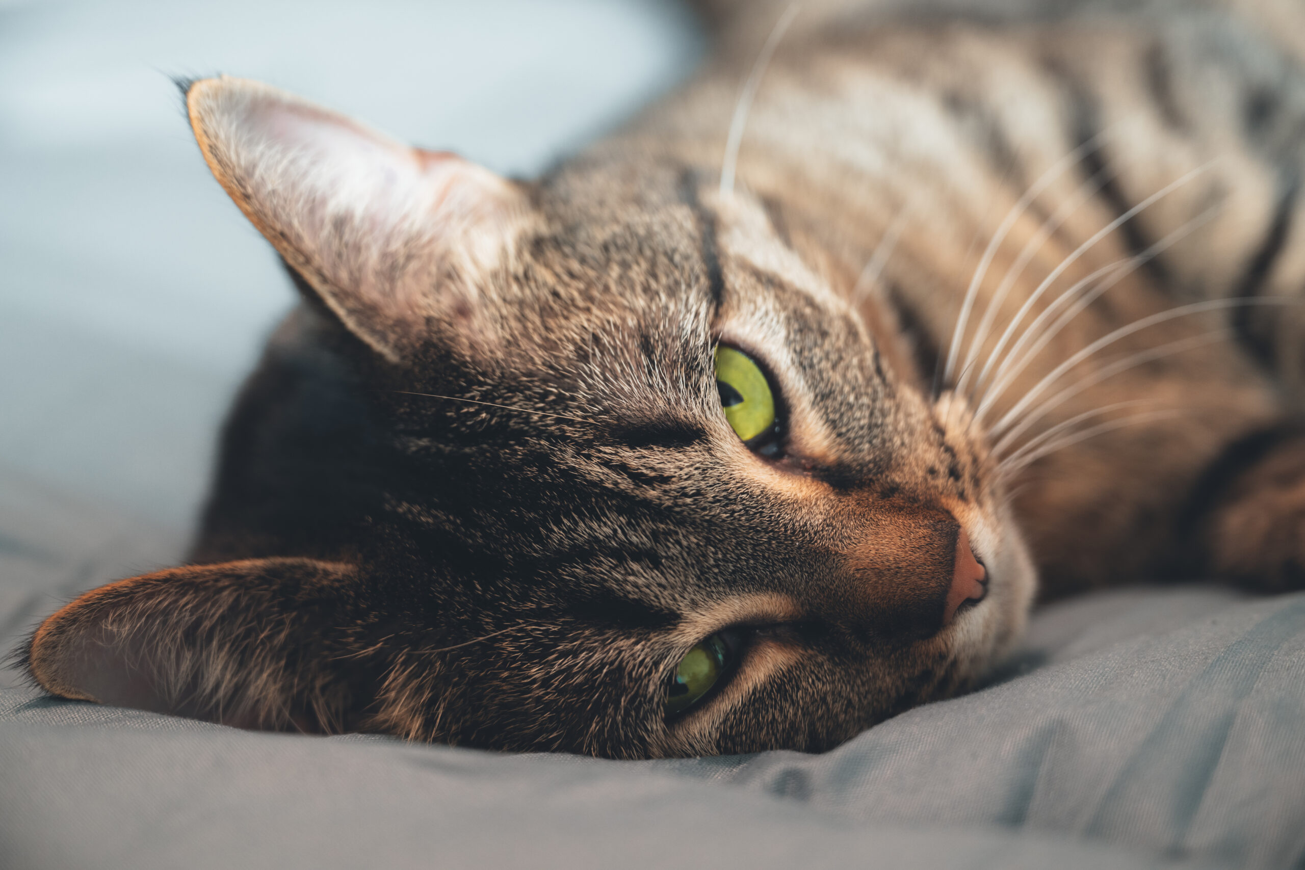 cat on the bed with green eyes