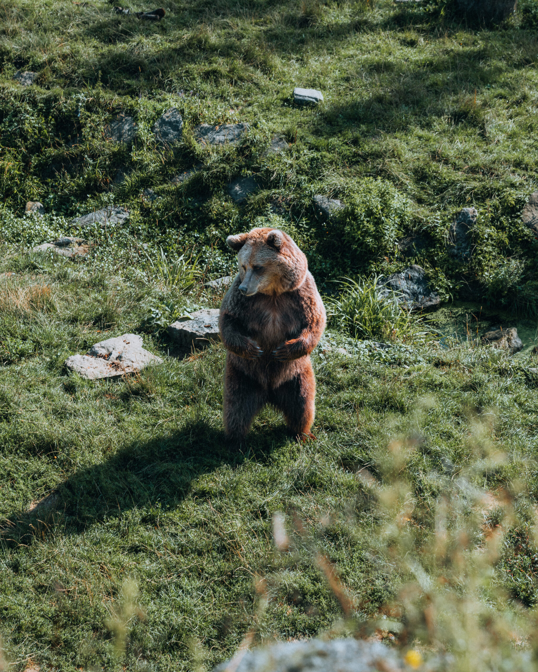 Standing Tall: A Curious Bear