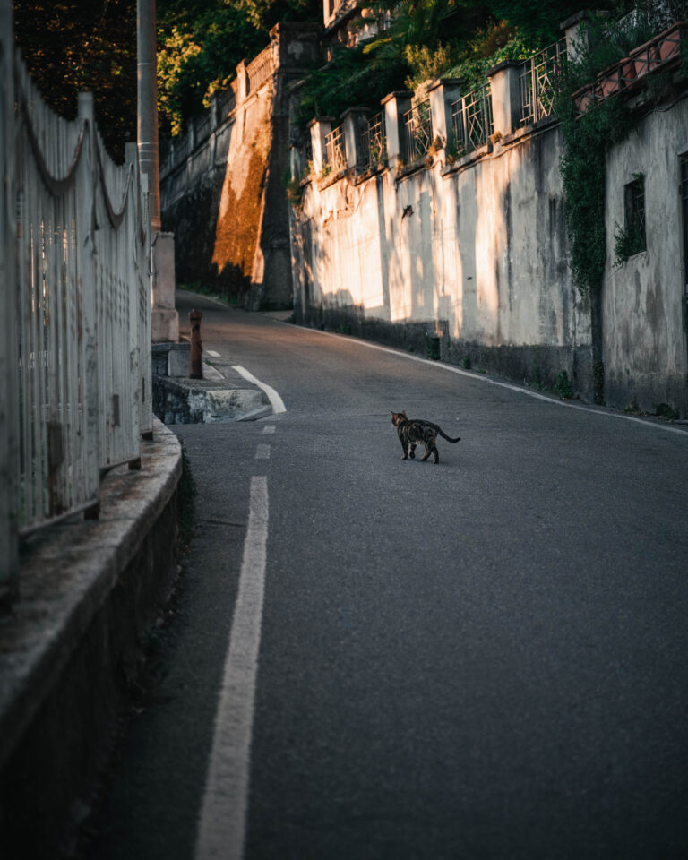 in Como, above Lake Como, where the fading sun creates golden tapestries along the walls. A lone cat steps into the scene just before dusk.