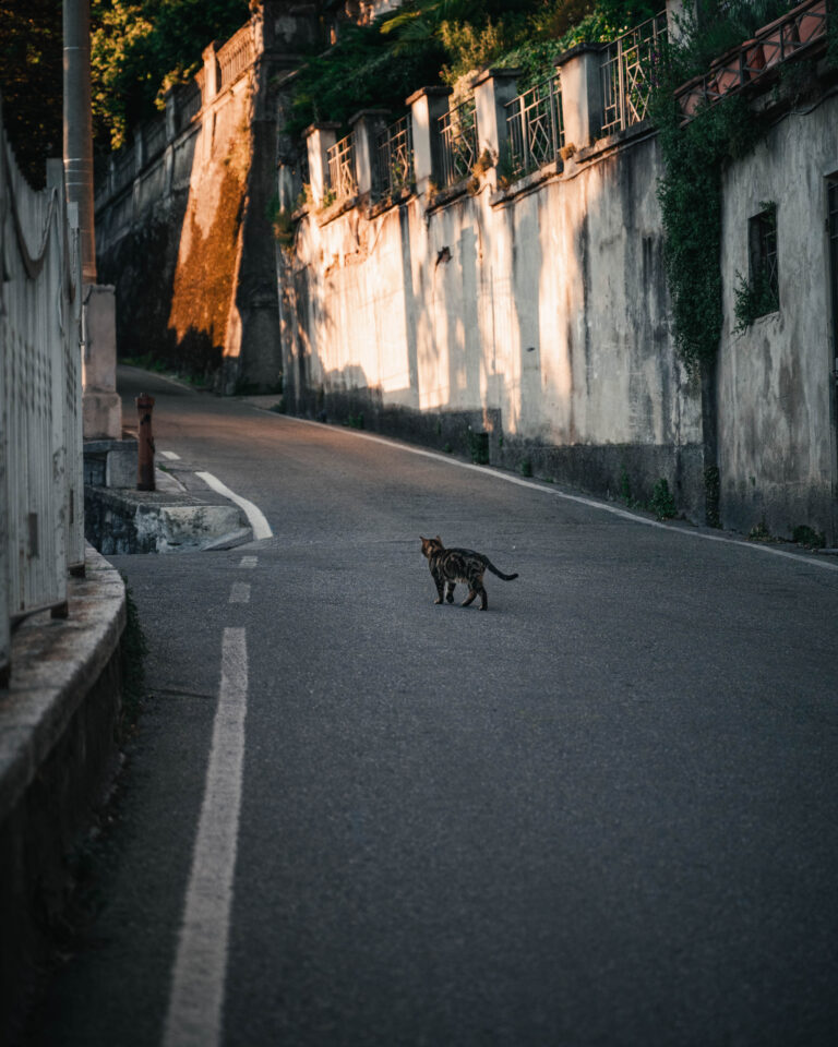 in Como, above Lake Como, where the fading sun creates golden tapestries along the walls. A lone cat steps into the scene just before dusk.