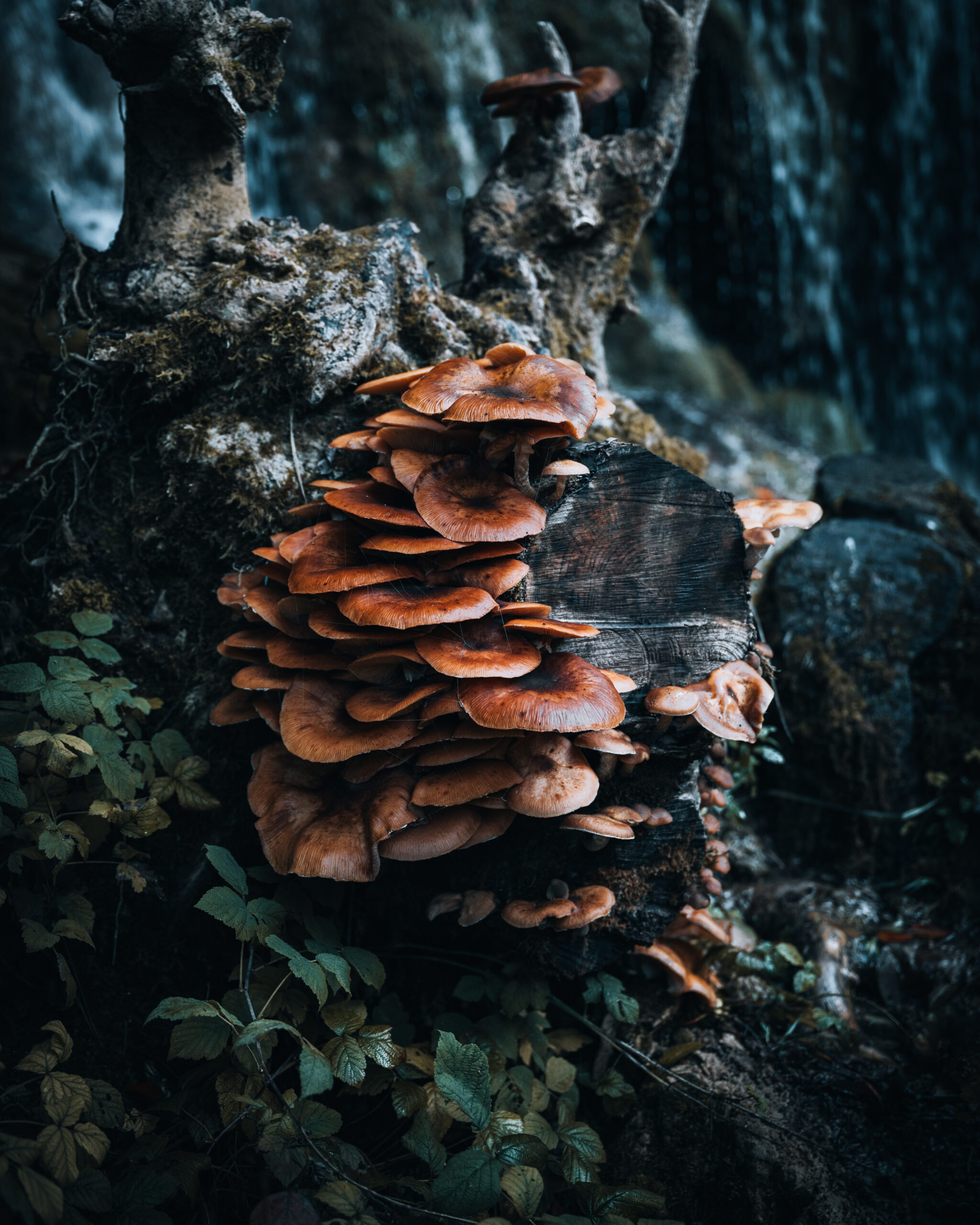 A cluster of mushrooms growing from fallen wood, shaped by moisture, shadow, and time — where decay gives way to quiet renewal.