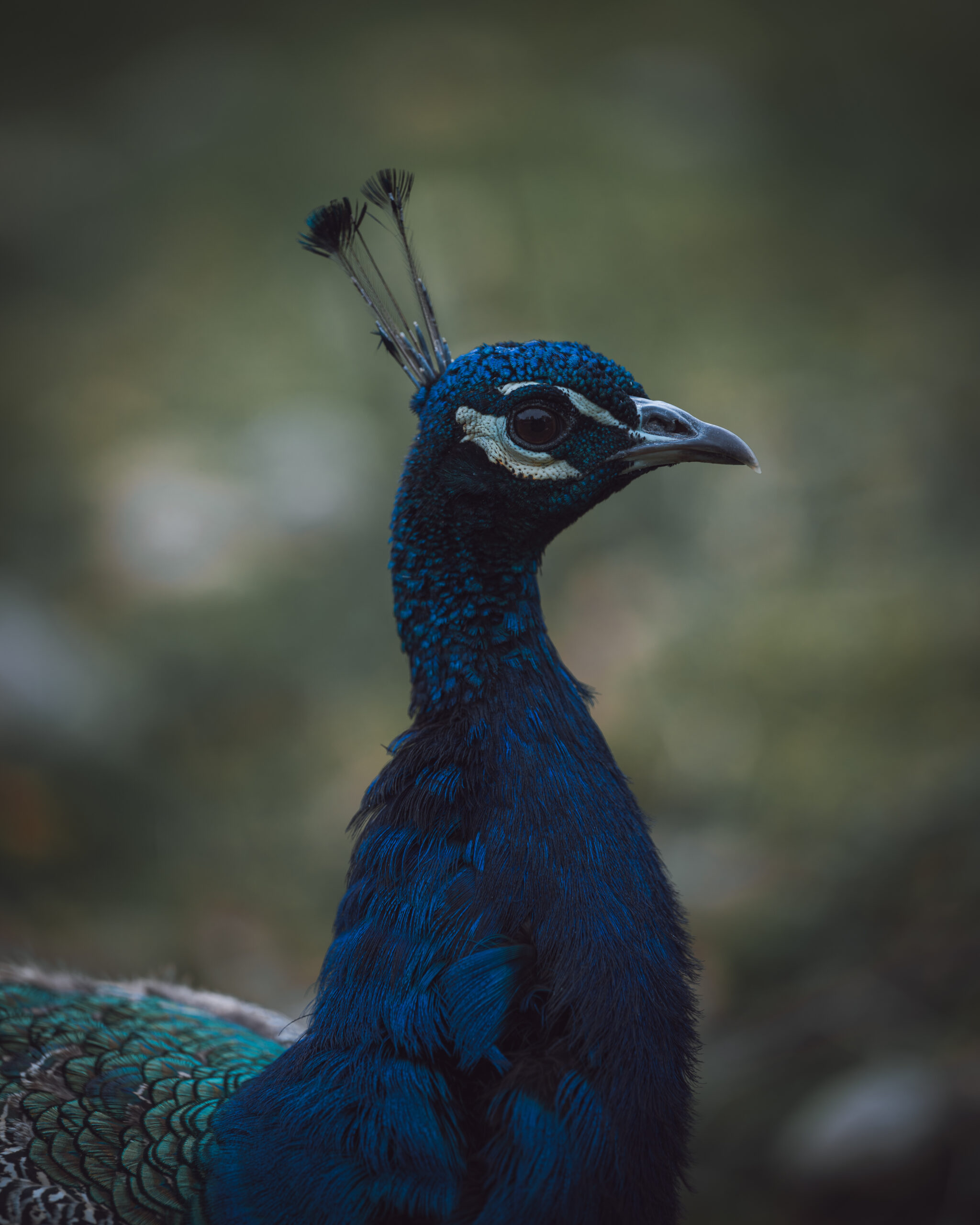 A quiet portrait of a peacock, captured not in display, but in calm and composed dignity