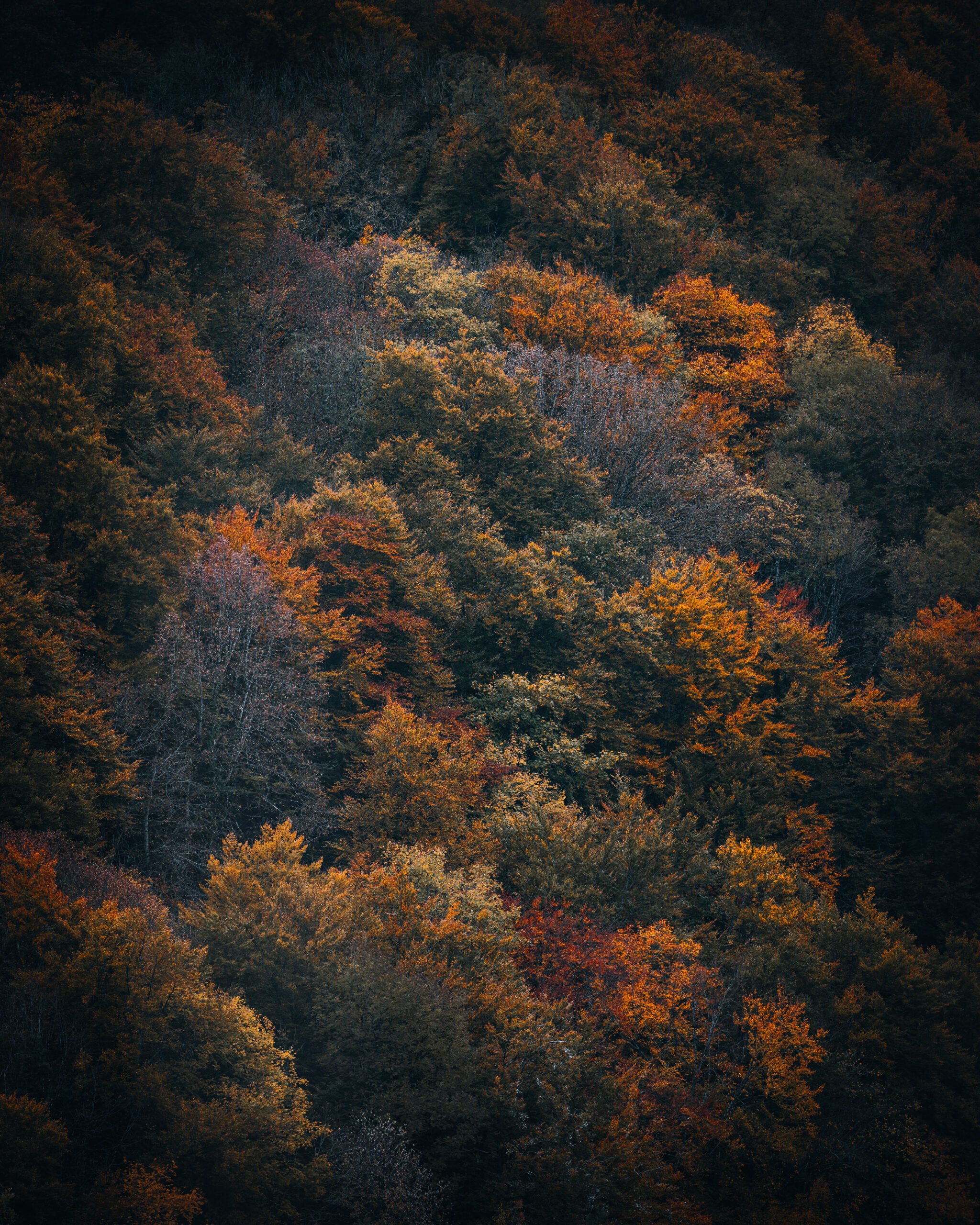 Muted tones and fading leaves sketch the calm, unhurried breath of the season.